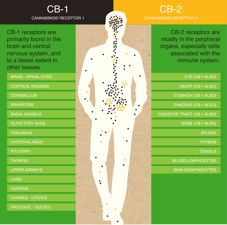 Graphic showing how the endocannabinoid system works around the body