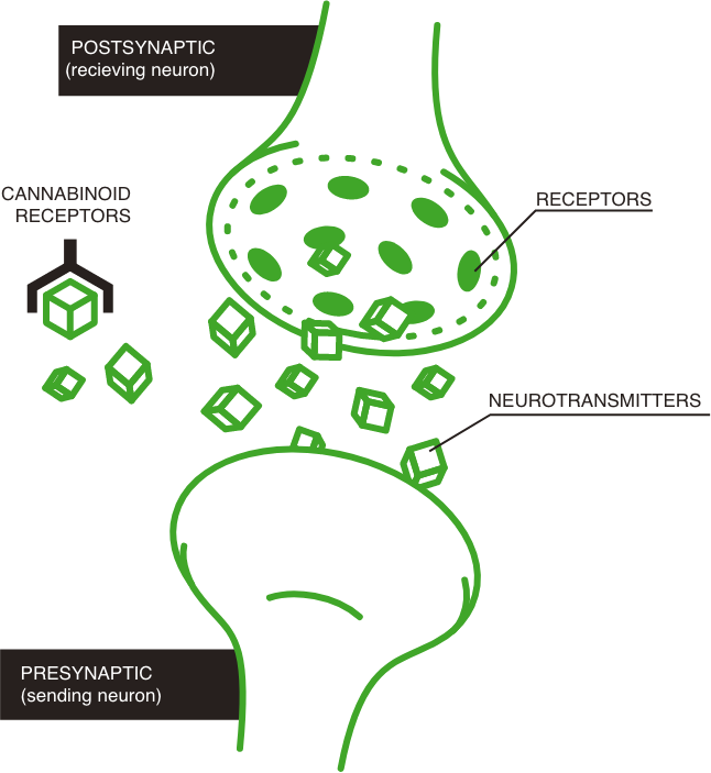 Cannabinoids operating across neurons throughout the endocannabinoid system.